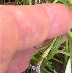 Lobelia anceps at Byron Bay, NSW - 21 Jan 2025 11:54 AM