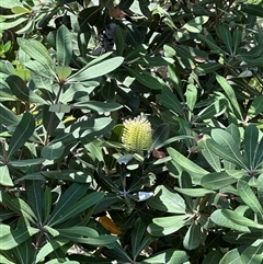 Banksia integrifolia subsp. integrifolia (Coast Banksia) at Byron Bay, NSW - 21 Jan 2025 by lbradley