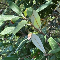 Banksia integrifolia subsp. integrifolia at Byron Bay, NSW - 21 Jan 2025 11:47 AM