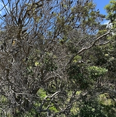 Banksia integrifolia subsp. integrifolia at Byron Bay, NSW - 21 Jan 2025 11:47 AM