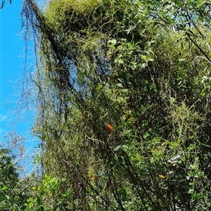 Unidentified Climber or Mistletoe by MazzV