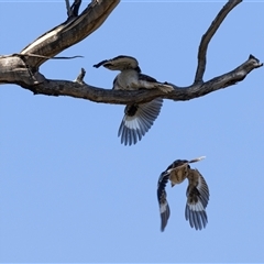 Dacelo novaeguineae at Hawker, ACT - 12 Jan 2025 by AlisonMilton