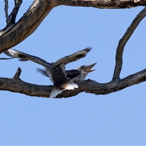 Dacelo novaeguineae at Hawker, ACT - 13 Jan 2025