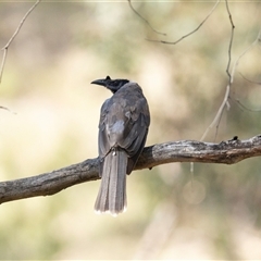 Philemon corniculatus (Noisy Friarbird) at Weetangera, ACT - 13 Jan 2025 by AlisonMilton