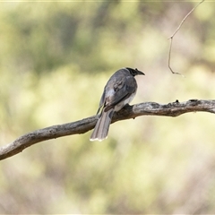 Philemon corniculatus at Weetangera, ACT - 13 Jan 2025