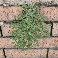 Euphorbia dallachyana (Mat Spurge, Caustic Weed) at Goulburn, NSW - 21 Jan 2025 by trevorpreston