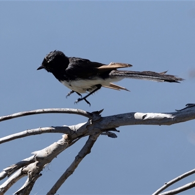 Rhipidura leucophrys (Willie Wagtail) at Weetangera, ACT - 13 Jan 2025 by AlisonMilton