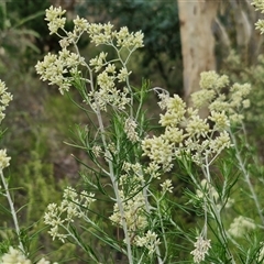 Cassinia laevis (Cough Bush) at Goulburn, NSW - 21 Jan 2025 by trevorpreston