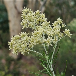 Cassinia laevis at suppressed - suppressed