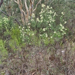 Cassinia laevis at suppressed - suppressed