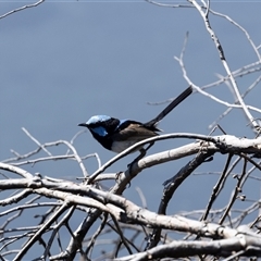 Malurus cyaneus (Superb Fairywren) at Weetangera, ACT - 12 Jan 2025 by AlisonMilton