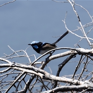 Malurus cyaneus (Superb Fairywren) at Weetangera, ACT by AlisonMilton