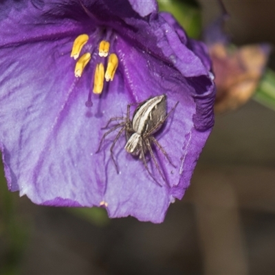 Oxyopes (genus) (Lynx spider) at Weetangera, ACT - 26 Oct 2024 by AlisonMilton