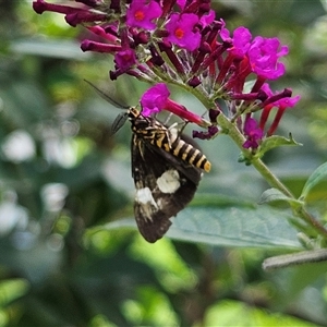 Nyctemera (genus) (A Tiger moth (Arctiini)) at Braidwood, NSW by MatthewFrawley