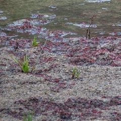 Ludwigia palustris at Strathnairn, ACT - 9 Jun 2019 03:39 PM