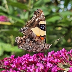 Vanessa itea (Yellow Admiral) at Braidwood, NSW - 21 Jan 2025 by MatthewFrawley