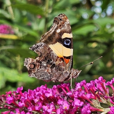 Vanessa itea (Yellow Admiral) at Braidwood, NSW - 21 Jan 2025 by MatthewFrawley