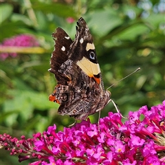 Vanessa itea at Braidwood, NSW - 21 Jan 2025 04:29 PM