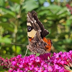 Vanessa itea at Braidwood, NSW - 21 Jan 2025 04:29 PM