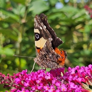 Vanessa itea at Braidwood, NSW - 21 Jan 2025 04:29 PM