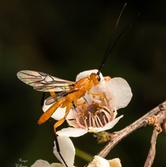 Ichneumonoidea (Superfamily) (A species of parasitic wasp) at Acton, ACT - 21 Jan 2025 by Roger