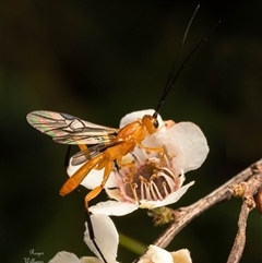 Ichneumonoidea (Superfamily) (A species of parasitic wasp) at Acton, ACT - 21 Jan 2025 by Roger