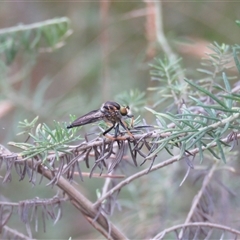 Ommatius coeraebus (a robber fly) at Mittagong, NSW - 6 Jan 2025 by Span102