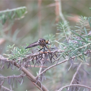 Ommatius coeraebus (a robber fly) at Mittagong, NSW by Span102