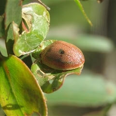 Paropsis atomaria at Mittagong, NSW - 20 Jan 2025 by Span102