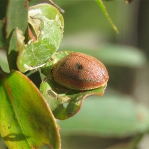 Paropsis atomaria at Mittagong, NSW - suppressed