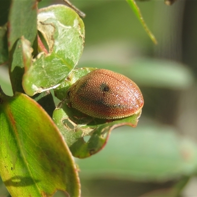 Paropsis atomaria at Mittagong, NSW - 20 Jan 2025 by Span102