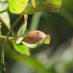 Paropsis atomaria at Mittagong, NSW - suppressed