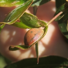 Paropsis atomaria at Mittagong, NSW - suppressed