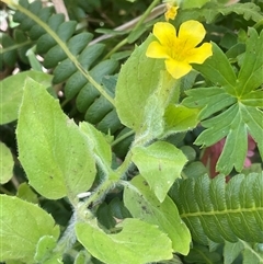 Erythranthe moschata (Musk) at Captains Flat, NSW - 20 Jan 2025 by JaneR