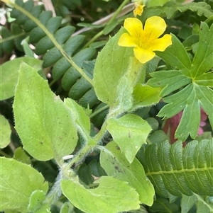 Erythranthe moschata (Musk) at Captains Flat, NSW by JaneR