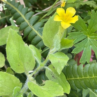 Erythranthe moschata (Musk) at Captains Flat, NSW - 20 Jan 2025 by JaneR