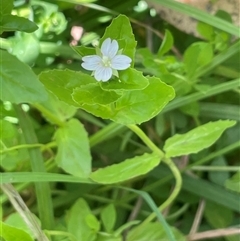 Epilobium billardiereanum subsp. hydrophilum at Captains Flat, NSW - 20 Jan 2025 by JaneR