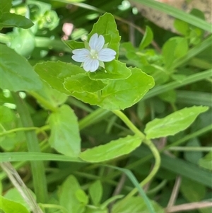 Epilobium billardiereanum subsp. hydrophilum at Captains Flat, NSW by JaneR