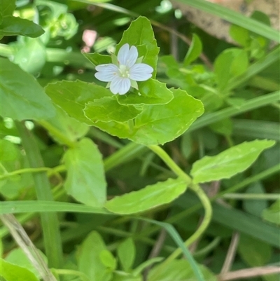 Epilobium billardiereanum subsp. hydrophilum at Captains Flat, NSW - 20 Jan 2025 by JaneR