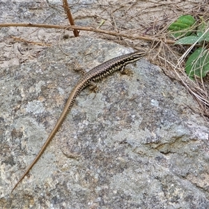 Eulamprus heatwolei (Yellow-bellied Water Skink) at Uriarra Village, ACT by Mike