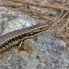 Eulamprus heatwolei at Uriarra Village, ACT - 21 Jan 2025 04:09 PM