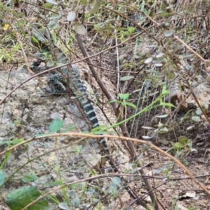 Intellagama lesueurii howittii (Gippsland Water Dragon) at Uriarra Village, ACT by Mike