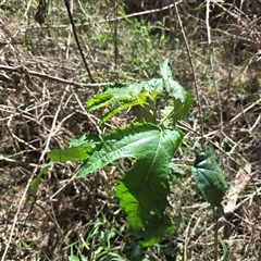 Unidentified Other Wildflower or Herb at Uriarra Village, ACT - 21 Jan 2025 by Mike