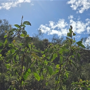 Adriana tomentosa var. tomentosa (Eastern Bitterbush) at Uriarra Village, ACT by Mike