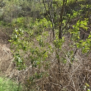 Adriana tomentosa var. tomentosa (Eastern Bitterbush) at Uriarra Village, ACT by Mike