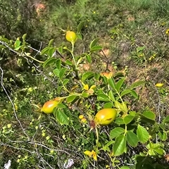 Rosa rubiginosa (Sweet Briar, Eglantine) at Uriarra Village, ACT - 21 Jan 2025 by Mike