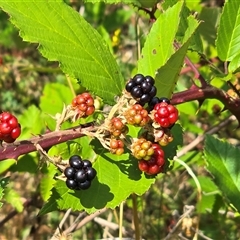 Rubus anglocandicans (Blackberry) at Uriarra Village, ACT - 21 Jan 2025 by Mike