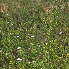 Pavonia hastata (Spearleaf Swampmallow) at Uriarra Village, ACT - 21 Jan 2025 by Mike