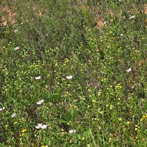 Pavonia hastata at Uriarra Village, ACT - 21 Jan 2025 03:45 PM