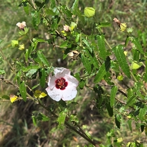 Pavonia hastata at Uriarra Village, ACT - 21 Jan 2025 03:45 PM